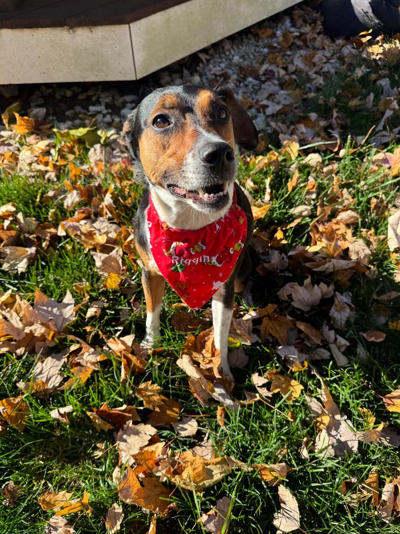 Dog wearing an over-collar bandana with embroidered name