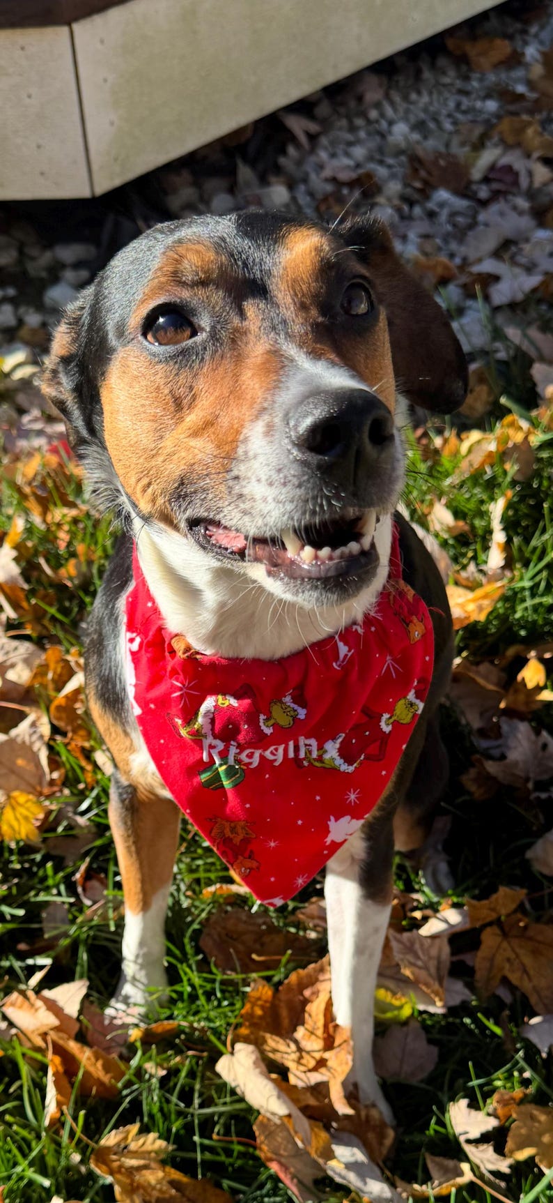 Dog wearing a red personalized embroidered bandana with its name